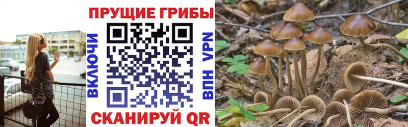 Псилоцибиновые грибы Cubensis  Теберда 